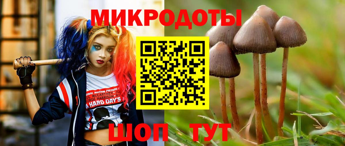 Галлюциногенные грибы Psilocybine cubensis Новокубанск